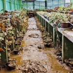 01-(8) The overall damage to the gardens is estimated at more than Rs 120 million