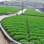 01_P8 Sampath Perera’s carrot cultivation: The day before the deluge