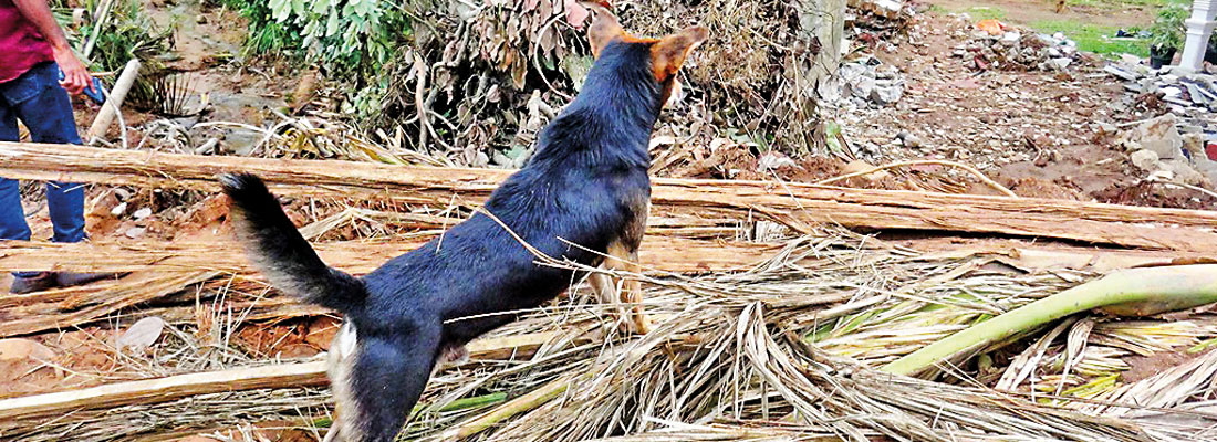 Dog helps rescuers find his former family