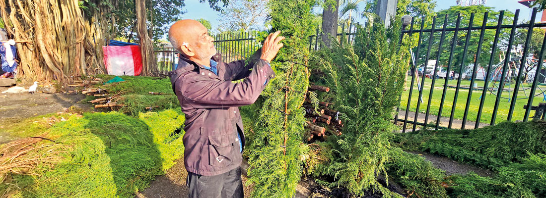 It feels like Xmas with Heel Oya cypress trees