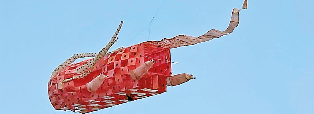 When a 30 feet long, 3D Axolotl took flight: Story behind Valvettithurai’s winning kite