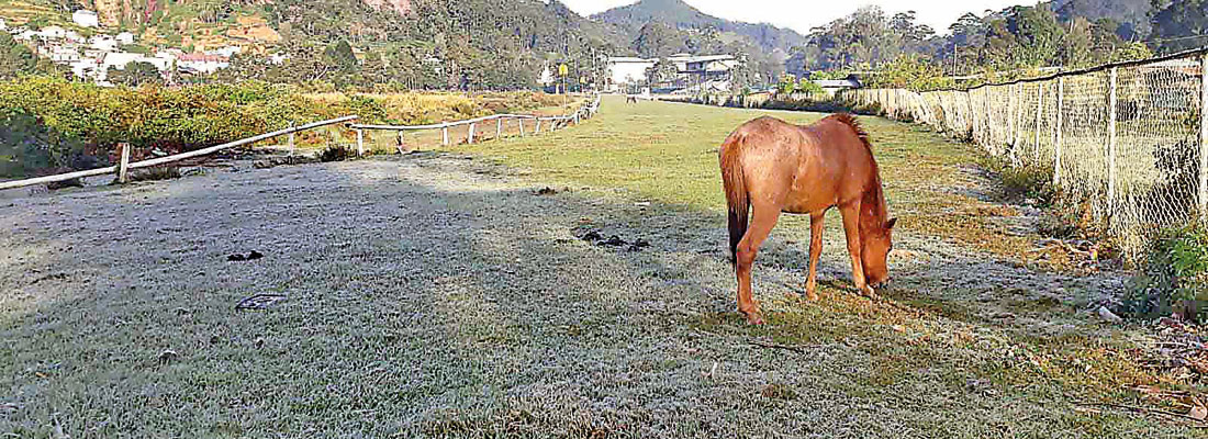 Nuwara Eliya frost damaging crops, farmers moan