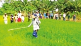 Agriculture expert warns of threat to paddy harvest if remedial actions not taken Agriculture expert warns of threat to paddy harvest if remedial actions not taken