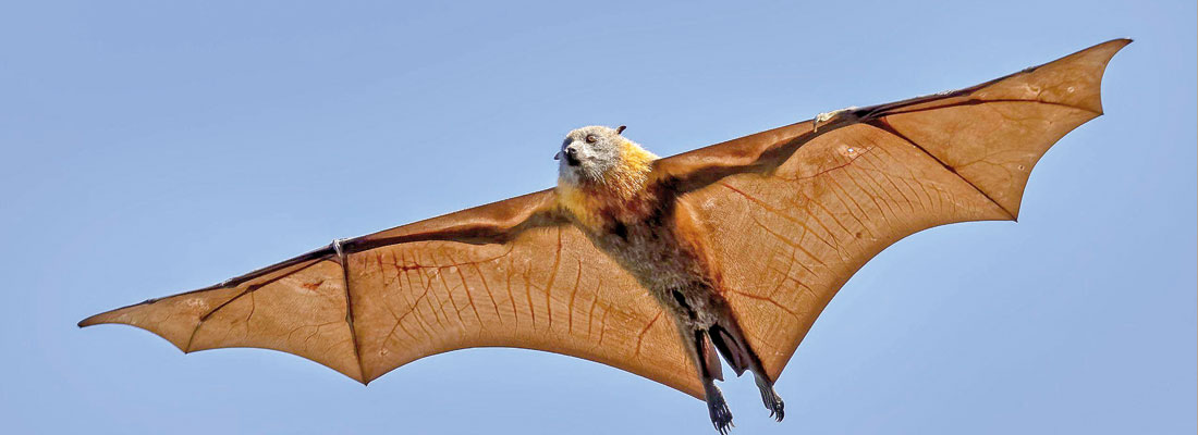 Health secretary assures eagle eye on deadly Nipah virus