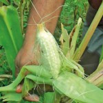 Completely destroyed maize