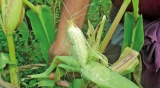 Agriculture Ministry’s ‘magic maize’ foil farmers
