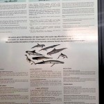 Museum exhibits of marine life