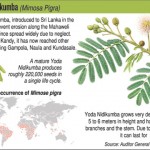 YodaNidikumba YodaNidikumba