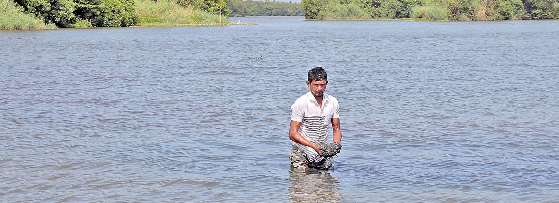 Pollution chokes Hamilton Canal; environmental disaster looms in Muthurajawela