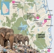Polythene proves lethal for Ampara’s gentle giants