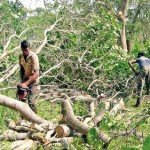 From trees to logs:  Cashew trees ready  to be sold as timber