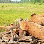 Coconut saplings replacing the cashew trees that have been cut down