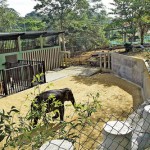 01-(10)_P20 Pinnawala launched a musth elephant enclosure
