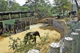 Pinnawala opens musth enclosure to mark anniversary