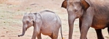 ‘Ali Pancha’ to provide orphaned elephants imported Australian milk powder