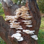 Karuwalagasvewa Mushrooming Pic by Jayarathna Wikramaarachchi