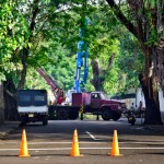 Malalasekara Road Tree trimming
