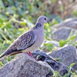 Colombo Lone perch Pix by Chandani Kirinde