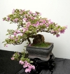 A serene visual journey into the living art of bonsai