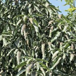 Plants covered in ash