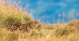 The leopards of Horton Plains