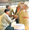 Admired tusker transformed into specimen of historical value