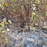 IMG-20260314-WA0018 IMG-20260314-WA0018