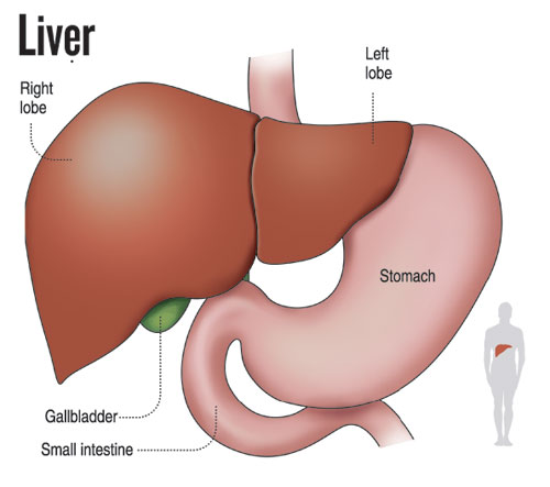 LiverGraphic