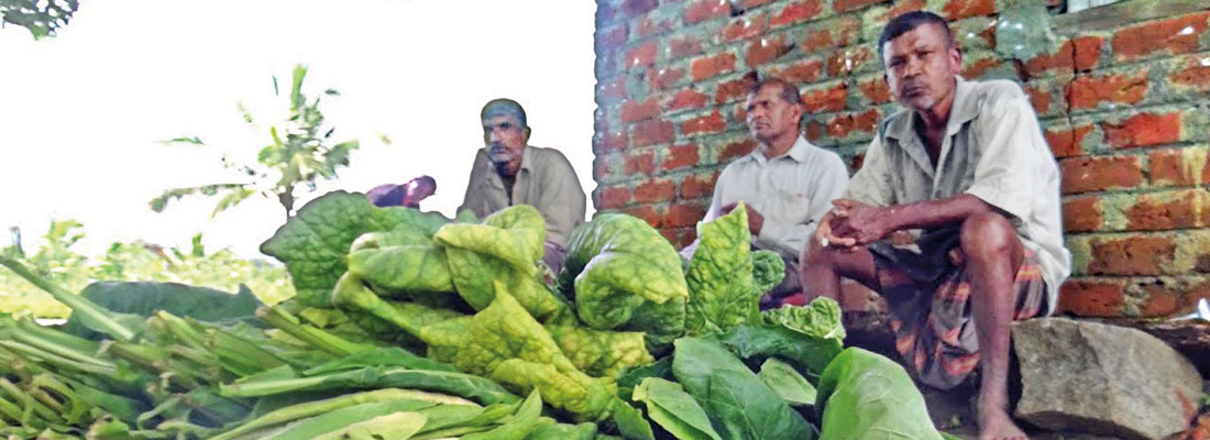 External shocks and internal buffers