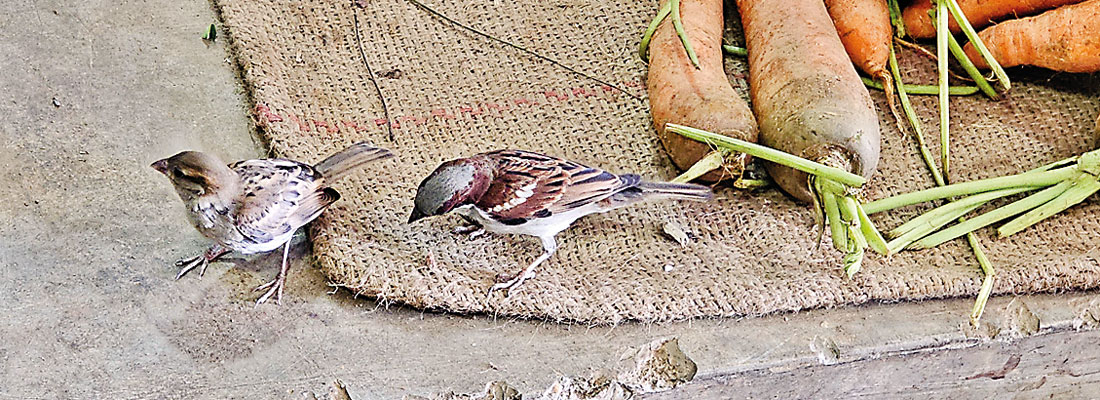 Where have all the sparrows gone?