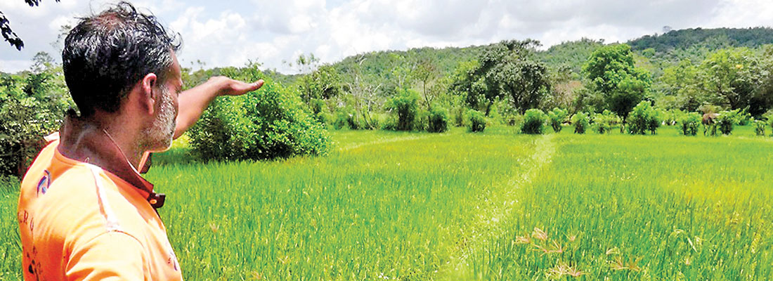 Water runs dry in Sigiriya