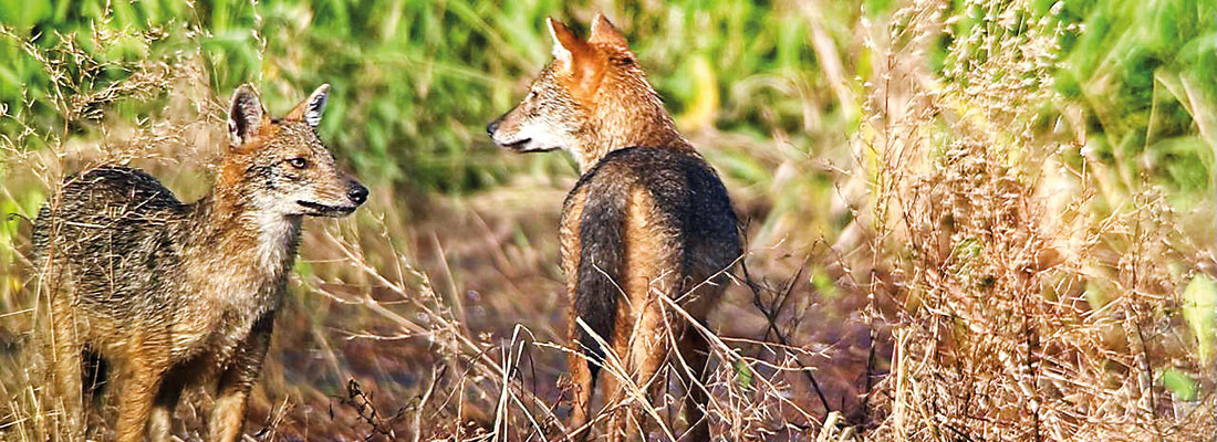 April fools of the wild; the ancient trickery of the jackal