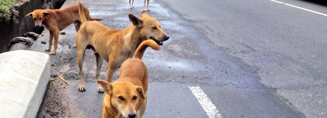 Animal lovers suggest national plan on firecracker risks