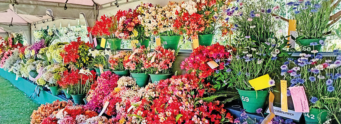 Nuwara Eliya’s blooms come alive once again, official calls for more tourist attractions