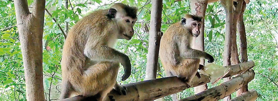 Visitors to waterfall down to a trickle