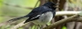 Importance of giving ear to nature’s symphony as Sri Lanka’s harmful noise levels rise