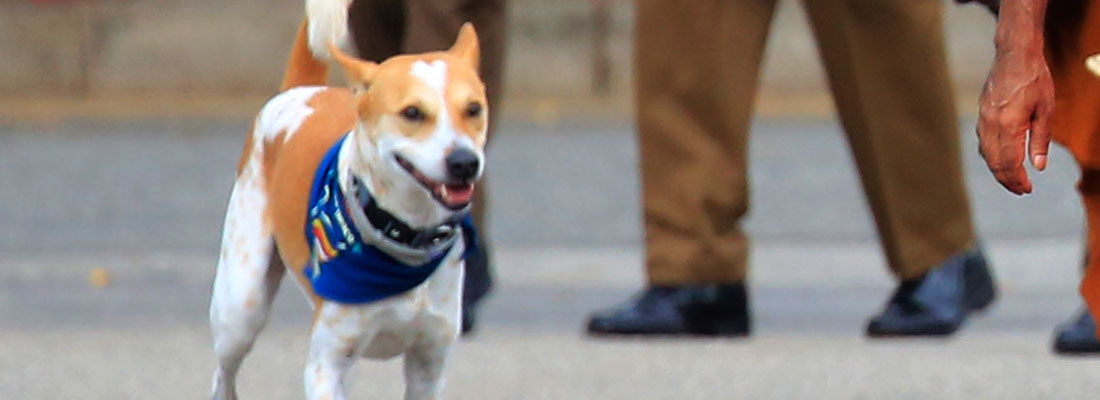 Plans for an ‘Aloka the Peace Dog Foundation’