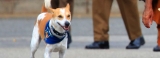 Plans for an ‘Aloka the Peace Dog Foundation’