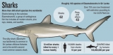 Predator or prey? the ‘villains’ of the sea come under limelight