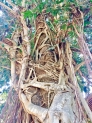 Rights of Nature: Re-envisioning our relationship with nature