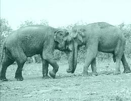 ELEPHANTS