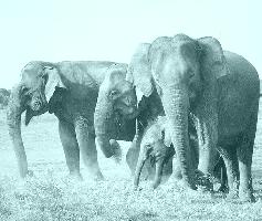 Group of elephants