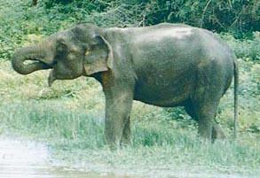 An Elephant