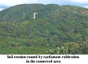 Soil erosion caused by cardamon cultivation in the conserved area