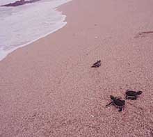 Turtles