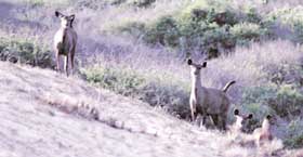 Horton Plains