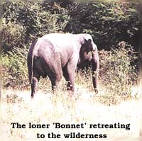 The loner 'Bonnet' retreating to the wilderness