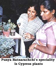 Punya Ratnarachchi's speciality is Cypress plants