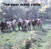 The poor man's cattle