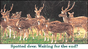 Spotted deer. Waiting for the end?